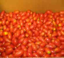 Kako zatvoriti za zimske rajčice na grožđe?