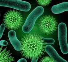 Koji su bakterije uzročnici? Bakterije i ljudi