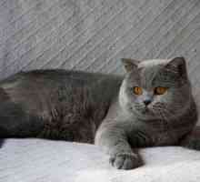 Koje su pasmine siva mačka?