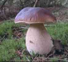 Koje gljive su o svojstvima i karakteristikama