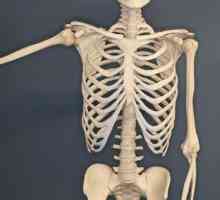 Što kosti formiraju prsnog koša? Kosti ljudske grudi