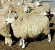 Što ovčetina pasmina uzgajaju u Rusiji