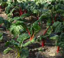 Što povrće može biti posađeno u hladu - tajne vrtlara