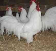 Koje pasmine kokoši nesilica uzgajaju u Rusiji?