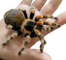 Kakav stil života je najveći pauk na svijetu