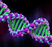 Koji dio DNA šećera? Kemijske baze strukture DNA
