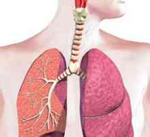 Koje je značenje dišnog sustava? Njihove karakteristike i funkcije