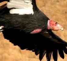 Kalifornija Condor: stanište i opis vrste