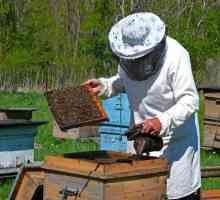 Kandy za pčele: recept. Prihrane pčela zimi: lekcije iz pčelarstva