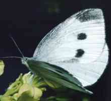 Kupus bijela leptir (Pieris brassicae). leptiri