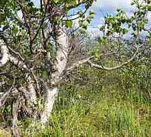 Karelijanac breza - nevjerojatna drvo tekstura
