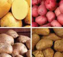 Sjemenskog krumpira: ocjena (karakteristika i opis)