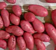 Krumpir „Scarlet”: opis sorte, recenzije vrtlari