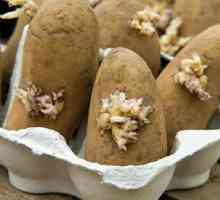 Krumpir: uzgoj i održavanje na njihov ljetni vikend