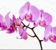 Posude za orhideje, biljke uvjeta pritvora