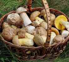 Kategorije gljive i njihove prehrambene vrijednosti