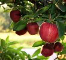 Kefir-jabuka dijeta: dati sebe vratiti u normalu