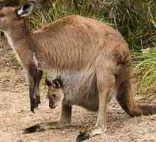 Klokan, koale i vombat - nevjerojatna Australski tobolčar životinje