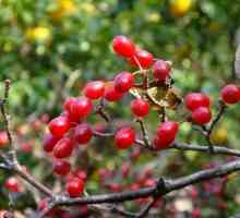 Cornelian Cherry Jam: recept i korisna svojstva