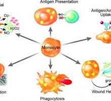 U ćelijama makrofaga. Što je to i što oni imaju funkcije