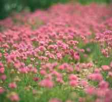 Pink Clover: ljekovitost i metode korisne berbu biljaka