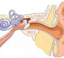 Klinička anatomija uha. Struktura ljudskog uha