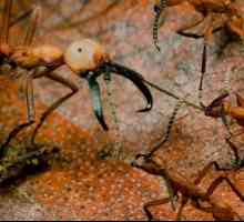 Mrav vojska: opis, karakteristike, zanimljivosti i recenzije