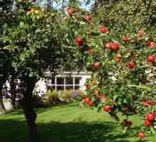 Kada je bolje da se biljka stabala jabuka - u proljeće ili jesen? Koliko zasaditi jabuke?
