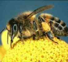 Kada je dan pčelara?