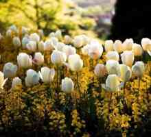 Kada transplantirane tulipani: obilježja skrbi