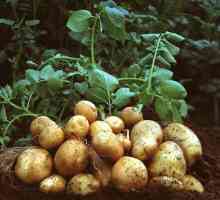 Kada se biljka krumpir u predgrađima - daleko od toga da bude posljednji broj zabrinutost iskusni…