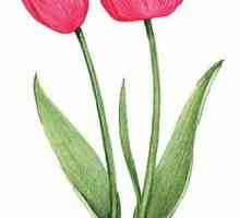 Kada biljka tulipan? jednostavna pravila