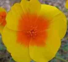 Kada se biljka lukovice tulipana: Savjeti vrtlara