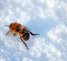 Kad sam stavio pčela iz zimovnika? Izložba Datumi pčela iz zimovnika proljeće