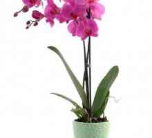 Tko se boji orhideje? biljnih nametnika