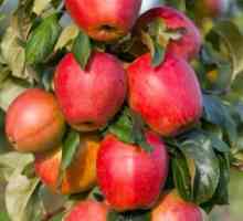 Stupolika jabuka: recenzije uzgoja praksa u našoj zemlji