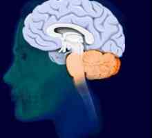 Konačna mozga: struktura i funkcija
