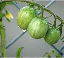 Očuvanje zelenih rajčica. recept testiran