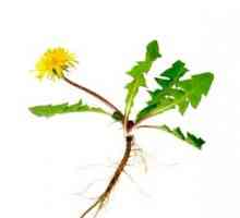 Maslačak korijen: korisna svojstva biljaka