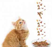 Hrana za mačiće premium: suhi ili mokri? Što bolji hrana za mačića?