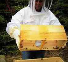 Hranilice za pčele sa svojim rukama (foto)
