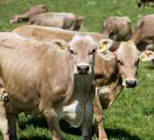 Schwyz pasmina krava: značajkama, cijenama recenzije