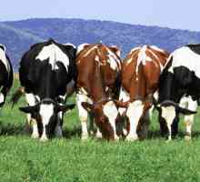 Mliječne krave: posebno uzgoj. Proizvodnja kravlje mlijeko: stijena