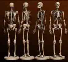 Bone čovjek. Anatomija: ljudskih kostiju. Ljudski kostur s imenom kosti