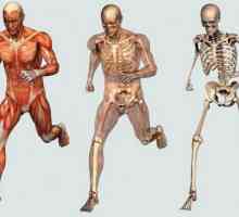 Kosti kao organ: struktura, svojstva, funkcije,