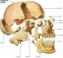 Kosti lubanje: anatomiji