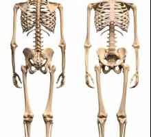 Ljudske kosti donjeg ekstremiteta. Zglobovi donjih ekstremiteta od jedne osobe