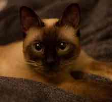 Tajlandska mačka: opis pasmine, priroda fotografija