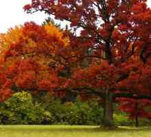 Crveni hrast - svijetlo drvo