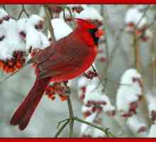 Crveni kardinal - mala ptica sa svijetlim perjem i prekrasnim glasom